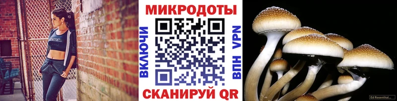 Галлюциногенные грибы ЛСД  купить наркотик  ОМГ ОМГ ONION  Курган 